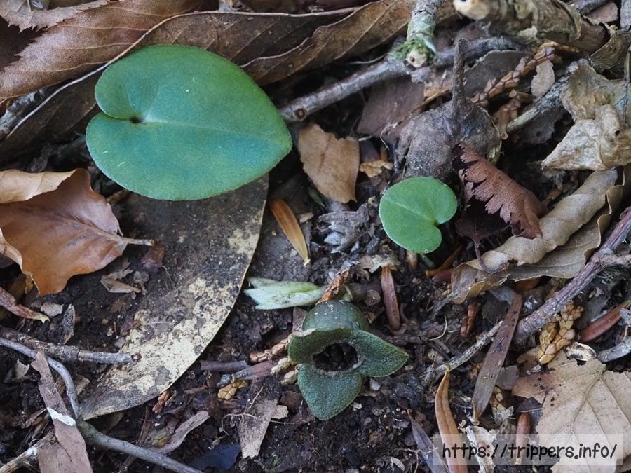 チゴカンアオイ