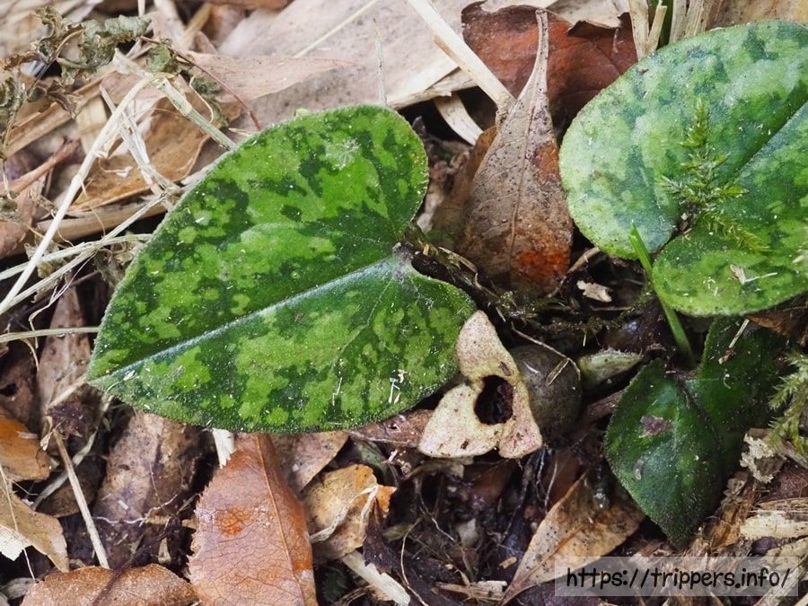 チゴカンアオイ