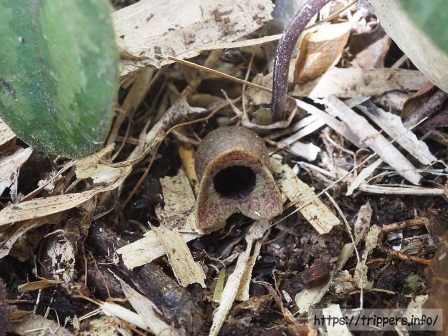 チゴカンアオイ