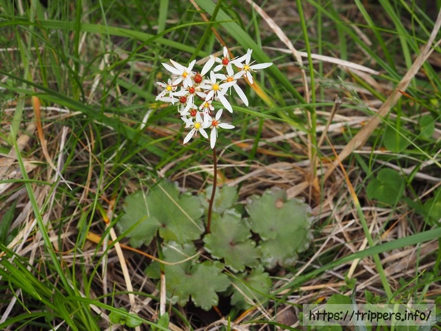 ウラベニダイモンジソウ