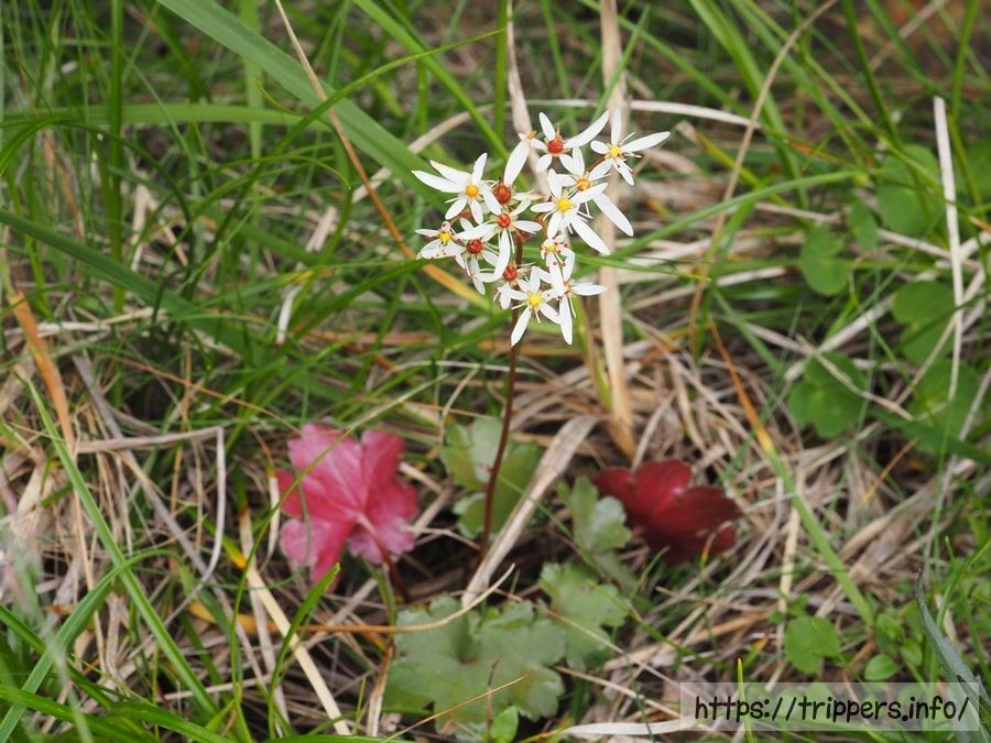 ウラベニダイモンジソウ