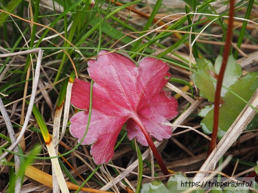 ウラベニダイモンジソウ