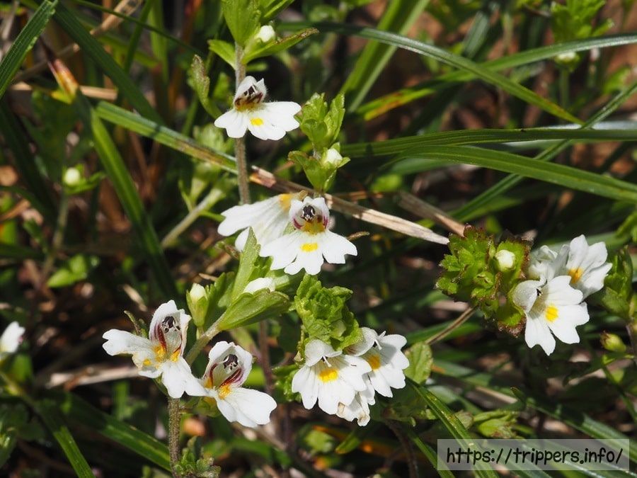 ホソバコゴメグサ