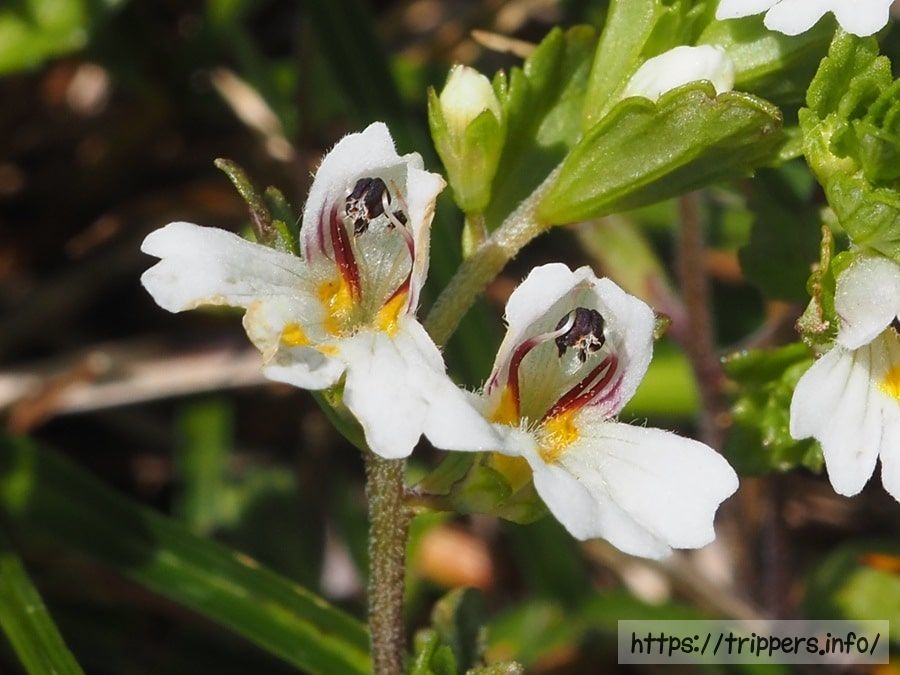 ホソバコゴメグサ