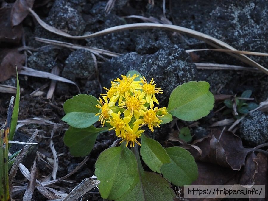 ハチジョウアキノキリンソウ