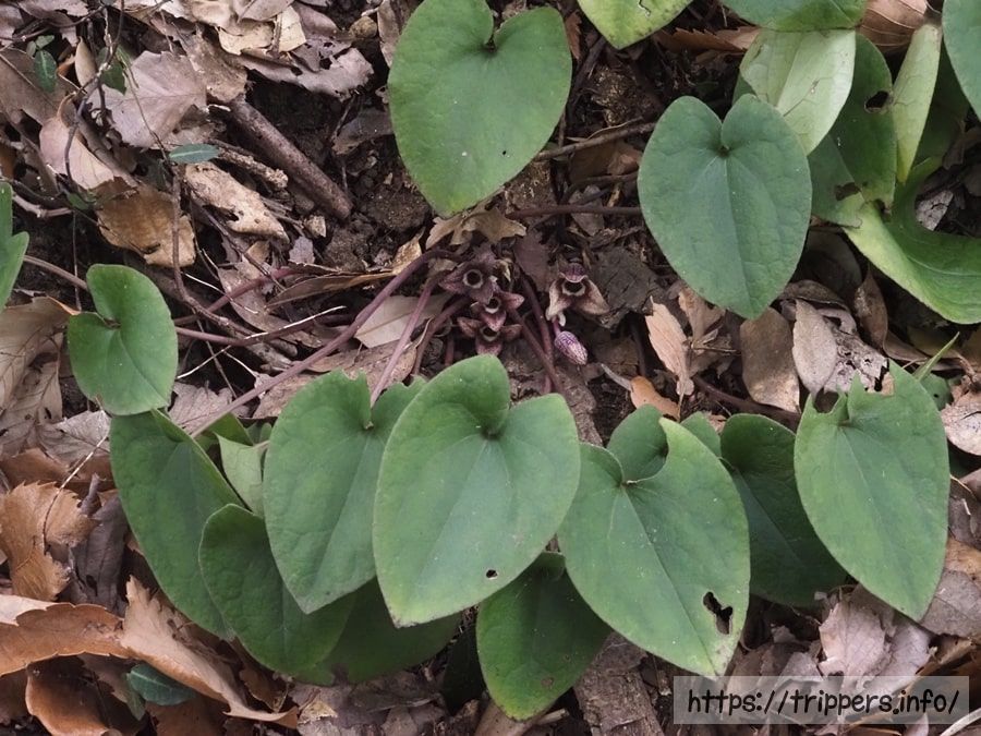 カントウカンアオイ