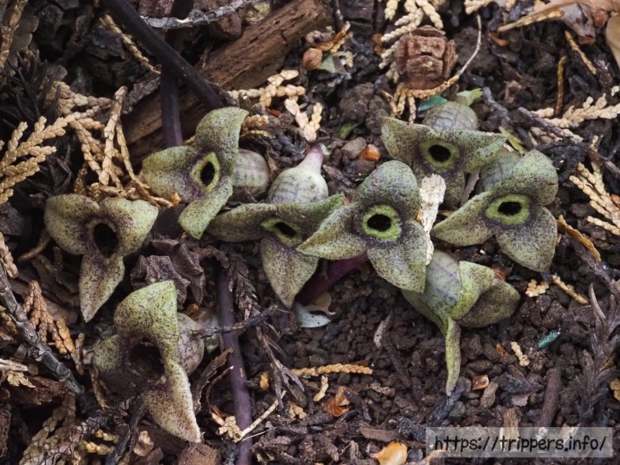 カントウカンアオイ