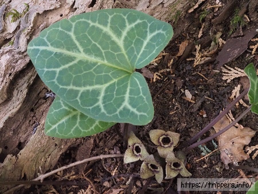 カントウカンアオイ