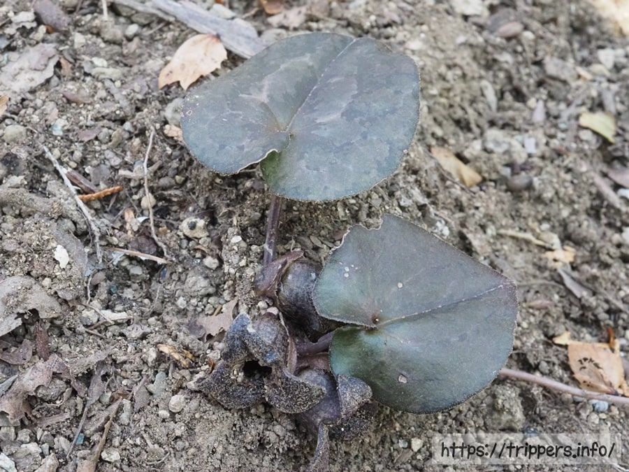 カントウカンアオイ