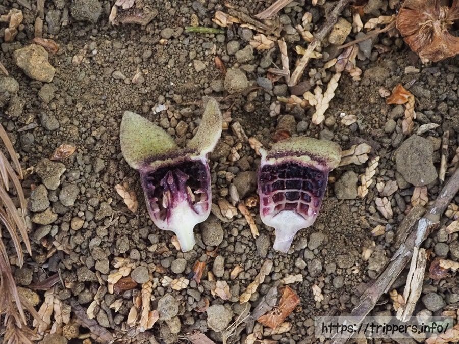 カントウカンアオイ