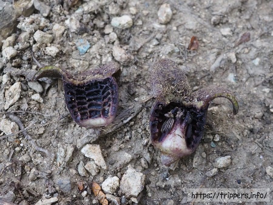 カントウカンアオイ