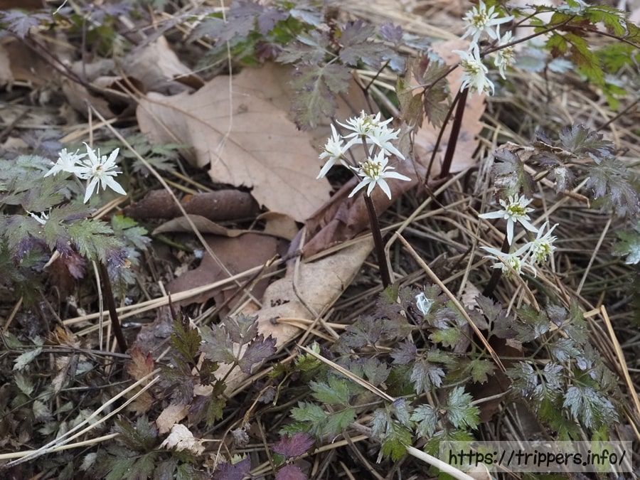 コセリバオウレン