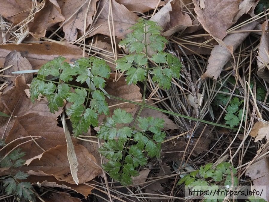 コセリバオウレン