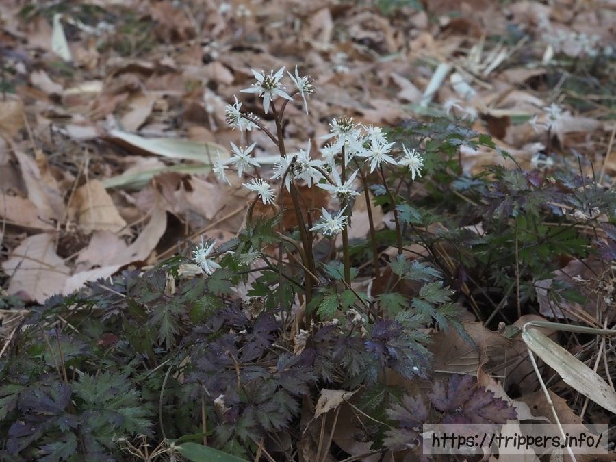 コセリバオウレン