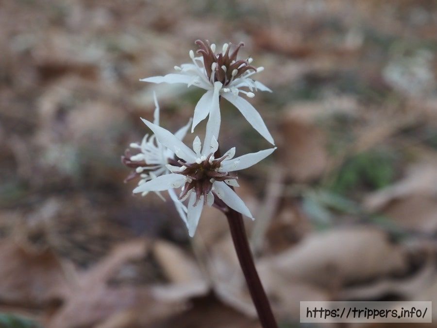 コセリバオウレン