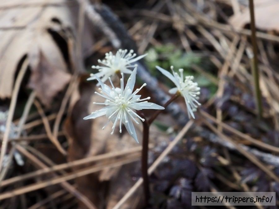 コセリバオウレン