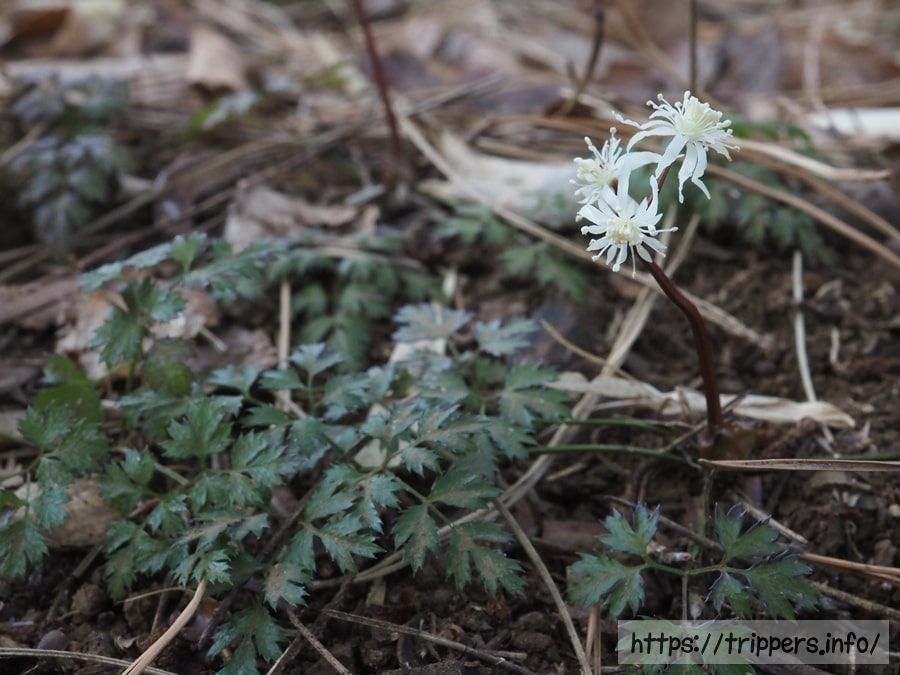 コセリバオウレン