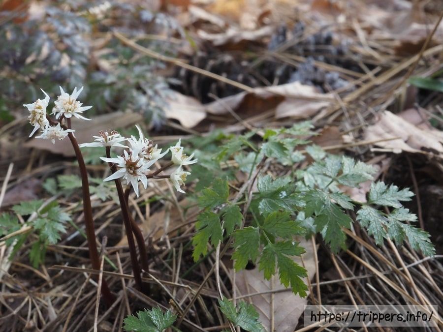 コセリバオウレン