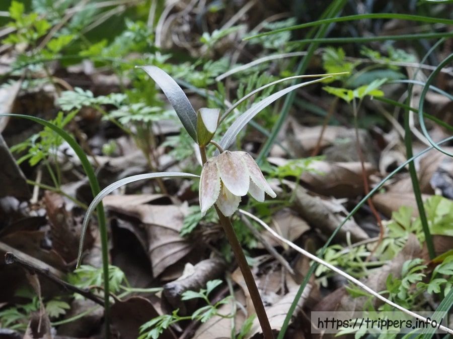 コシノコバイモ