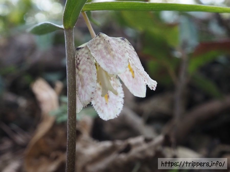 コシノコバイモ