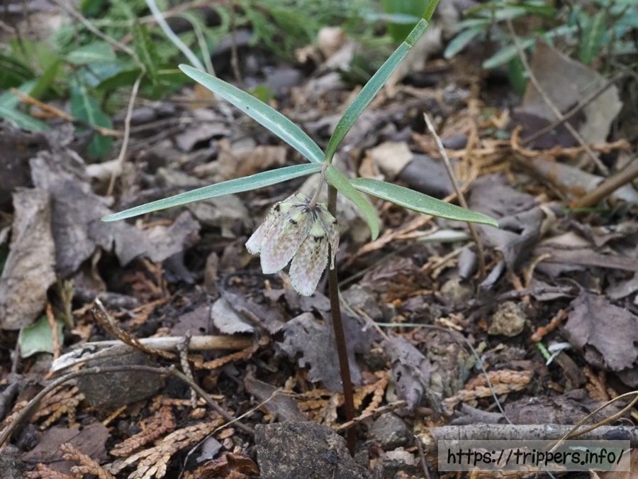コシノコバイモ