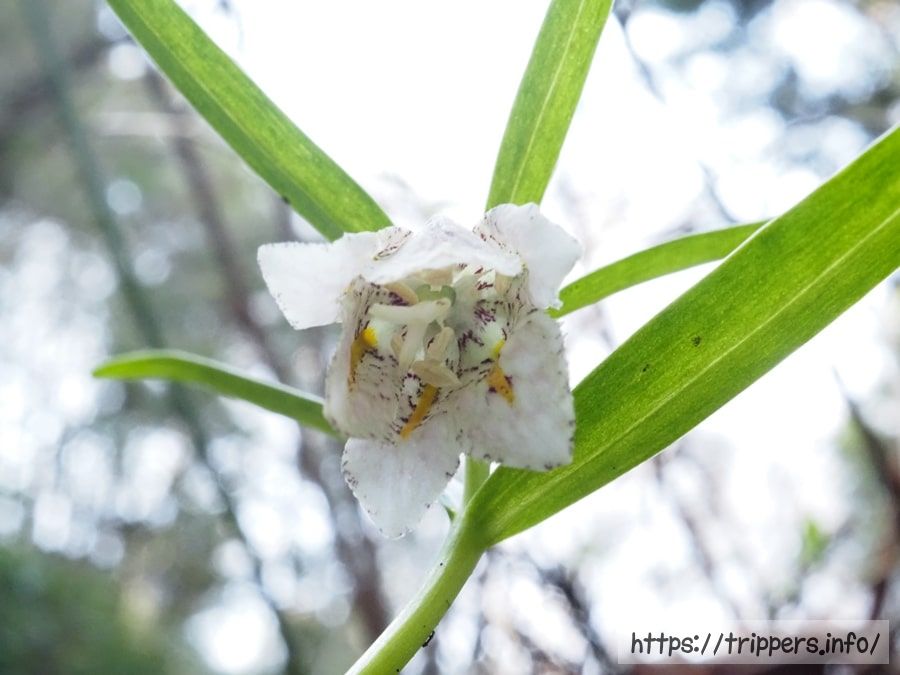 コシノコバイモ