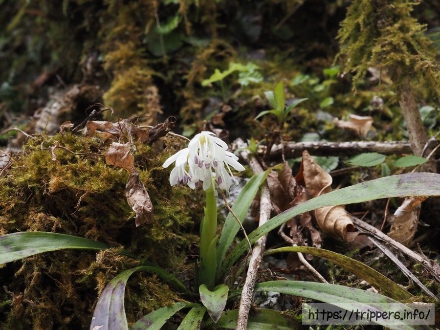 ツクシショウジョウバカマ