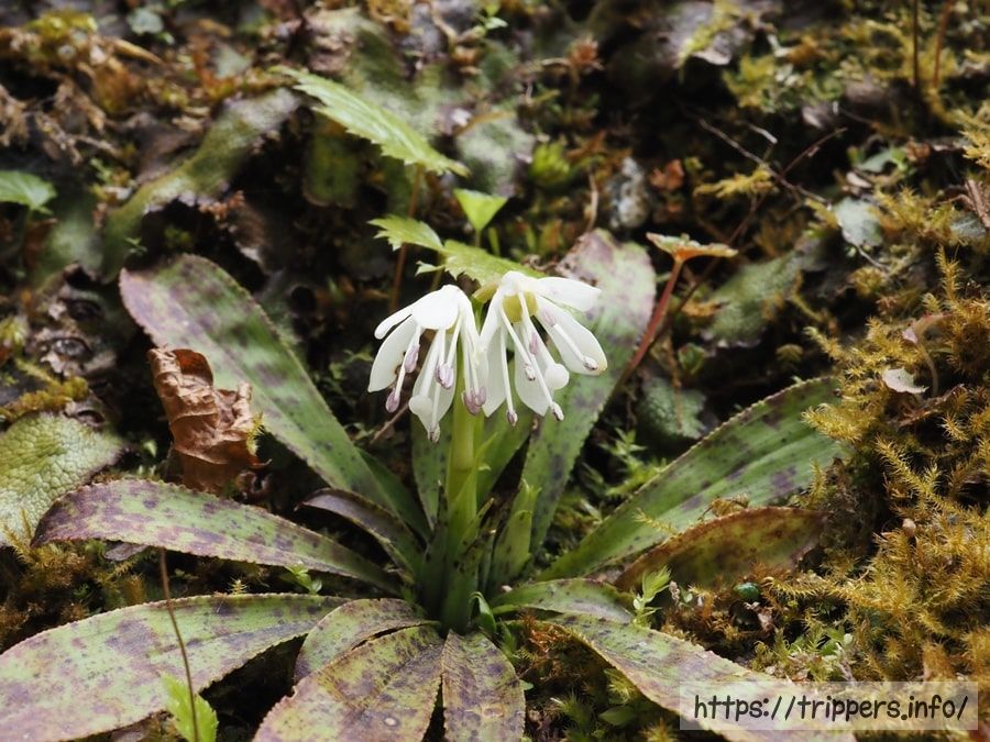 ツクシショウジョウバカマ