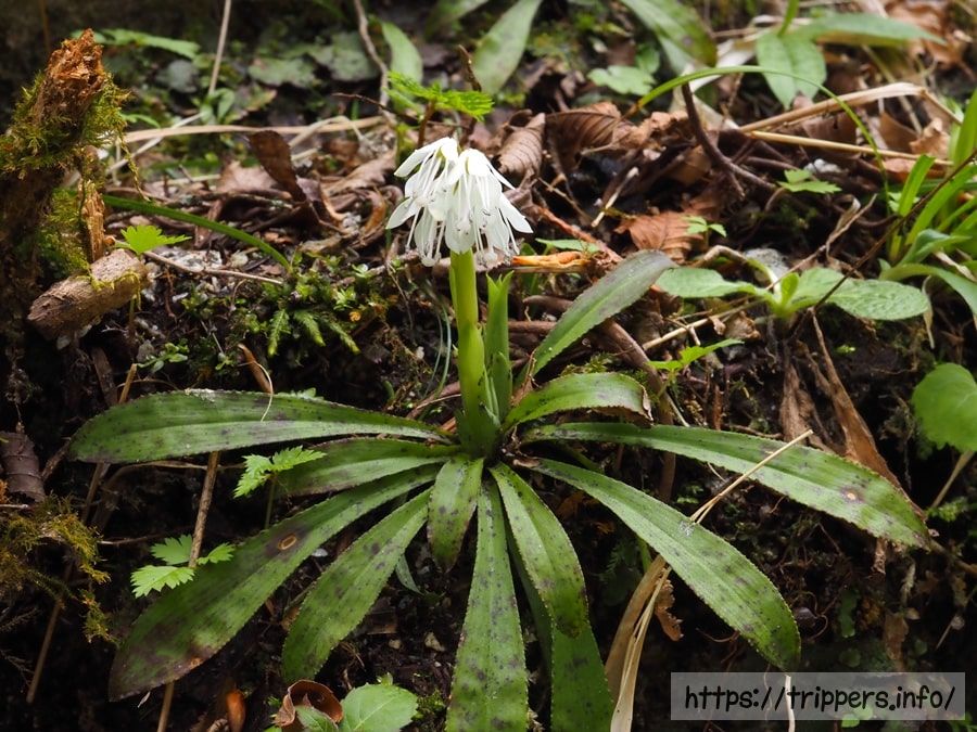 ツクシショウジョウバカマ