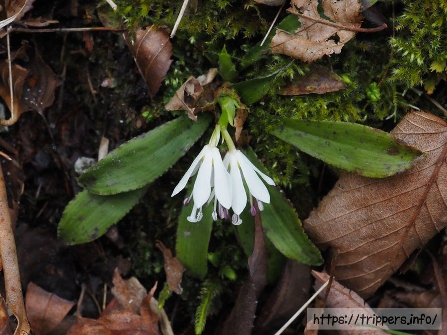 ツクシショウジョウバカマ