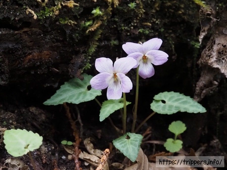 フイリヒナスミレ