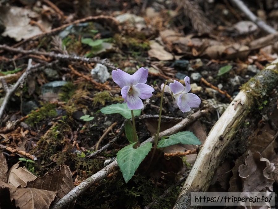 フイリヒナスミレ