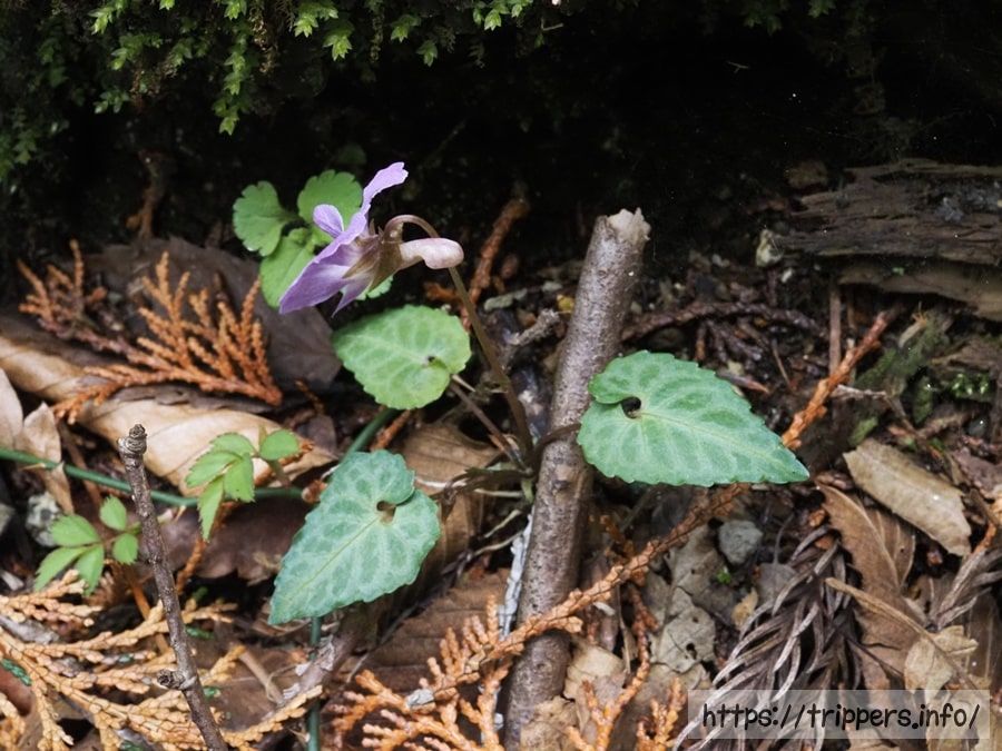 フイリヒナスミレ