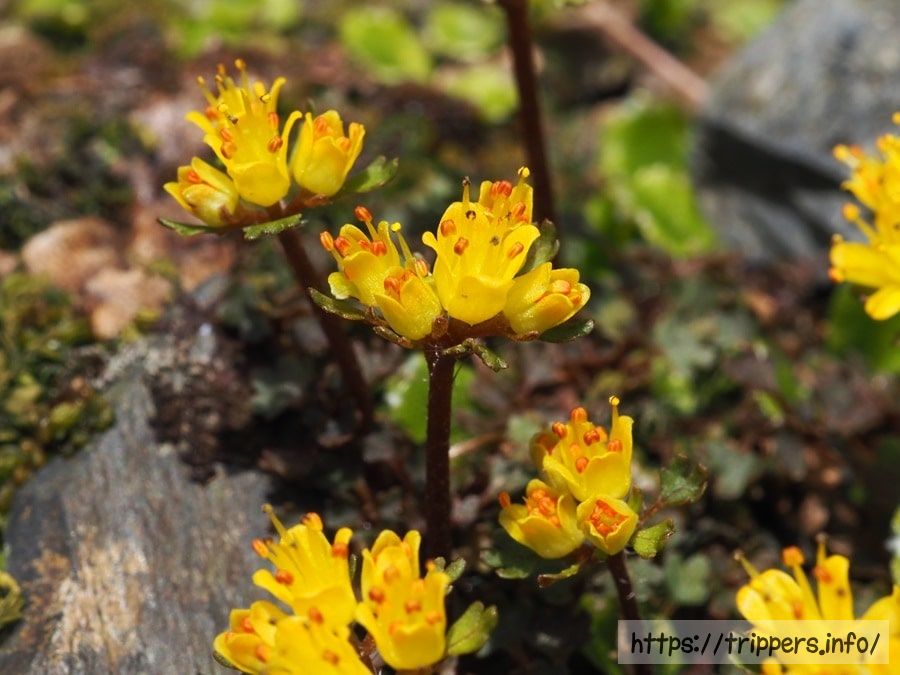 キバナハナネコノメ