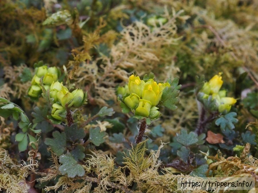 キバナハナネコノメ