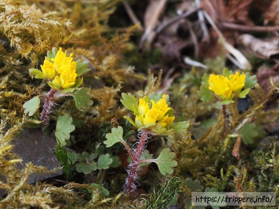 キバナハナネコノメ