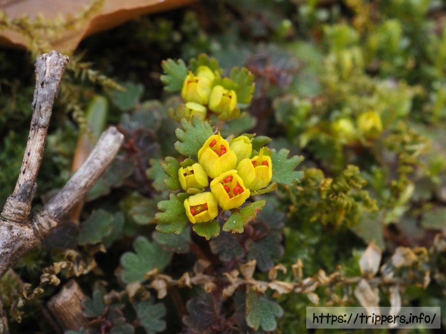 キバナハナネコノメ