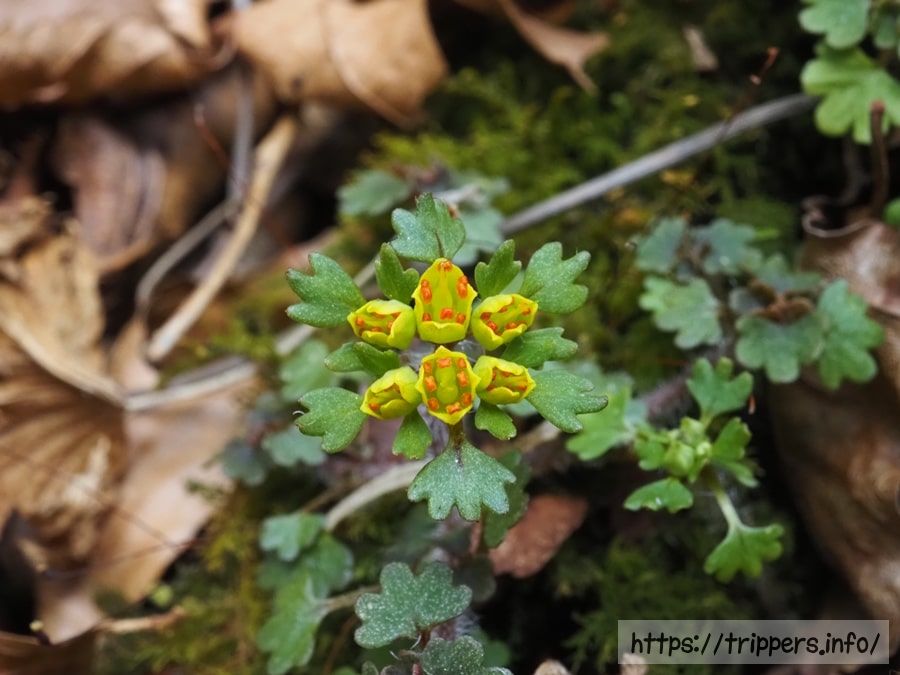 キバナハナネコノメ