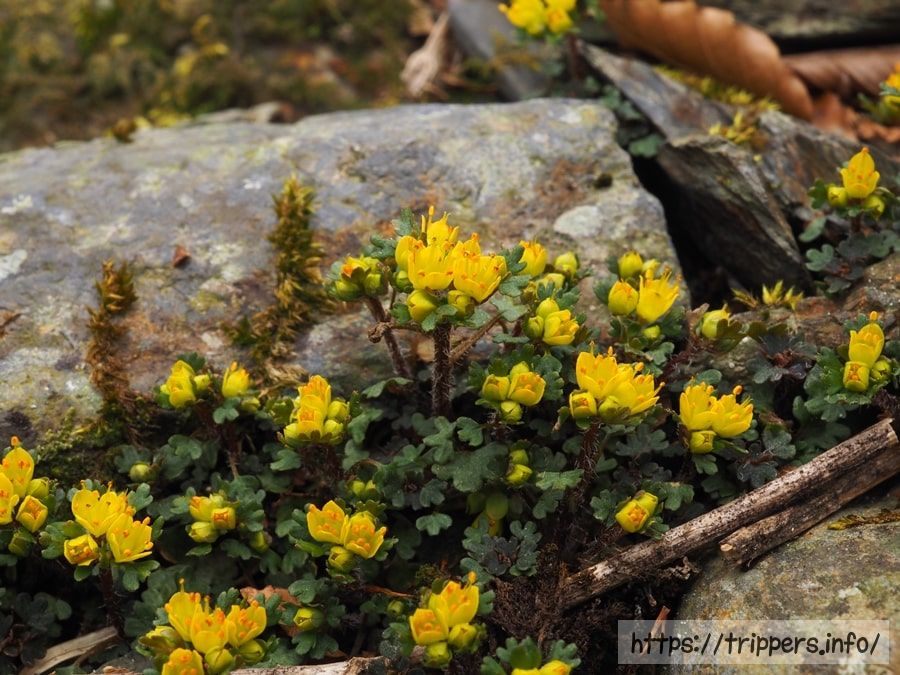 キバナハナネコノメ