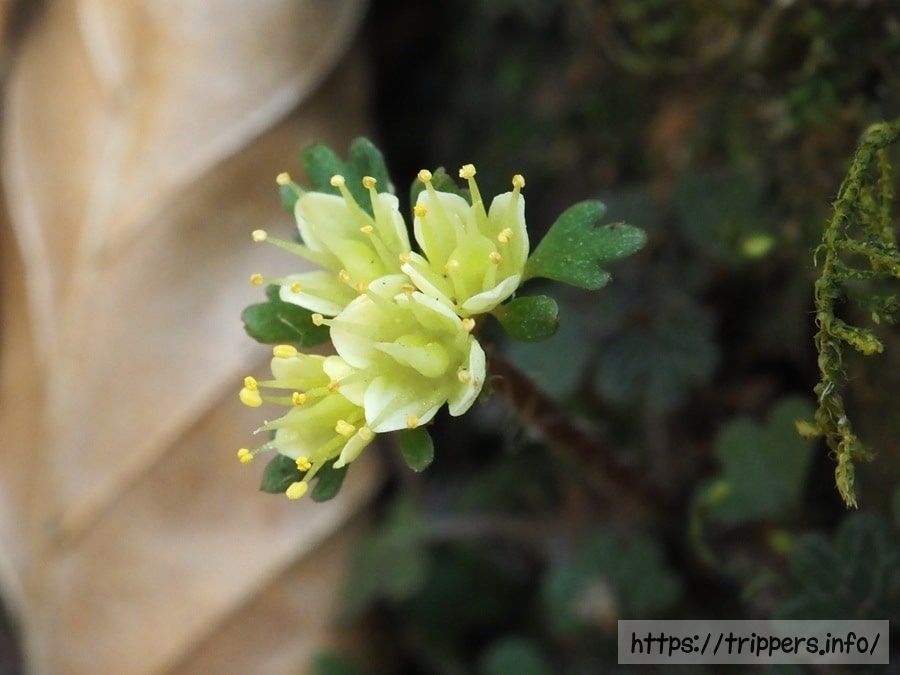 シロバナキバナハナネコノメ