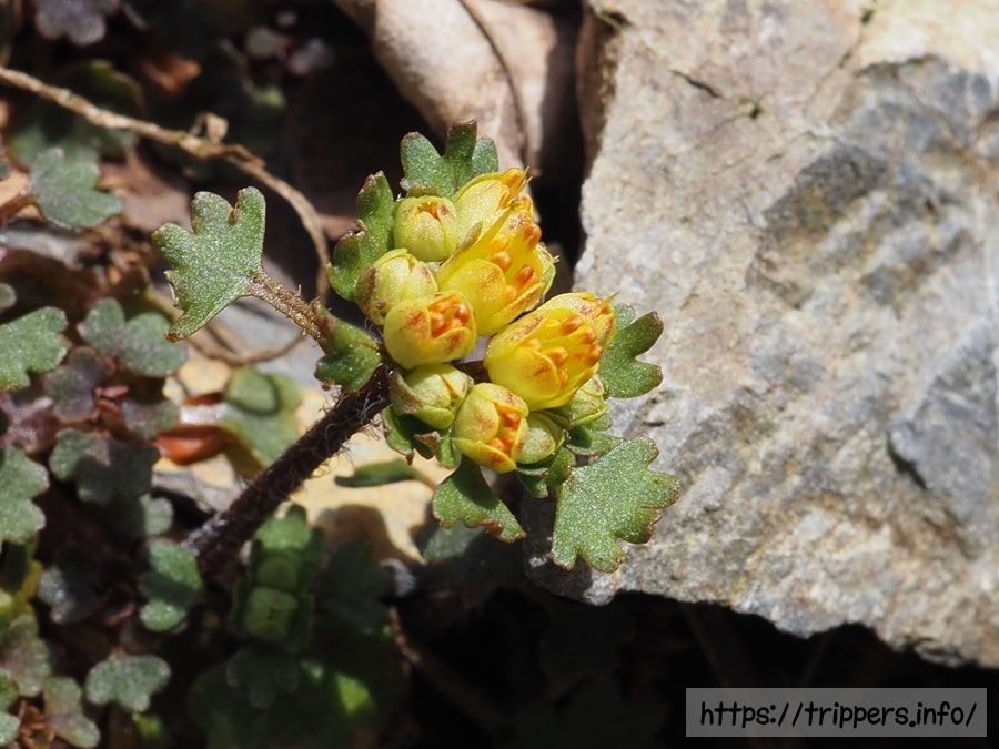 キバナハナネコノメ