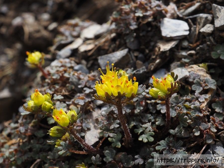 キバナハナネコノメ