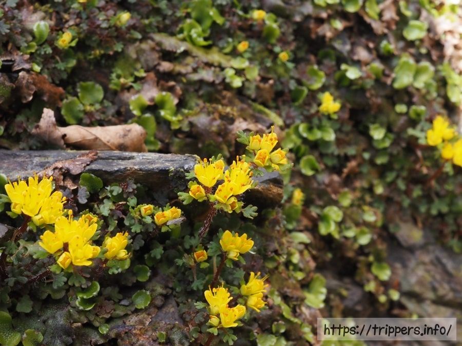 キバナハナネコノメ