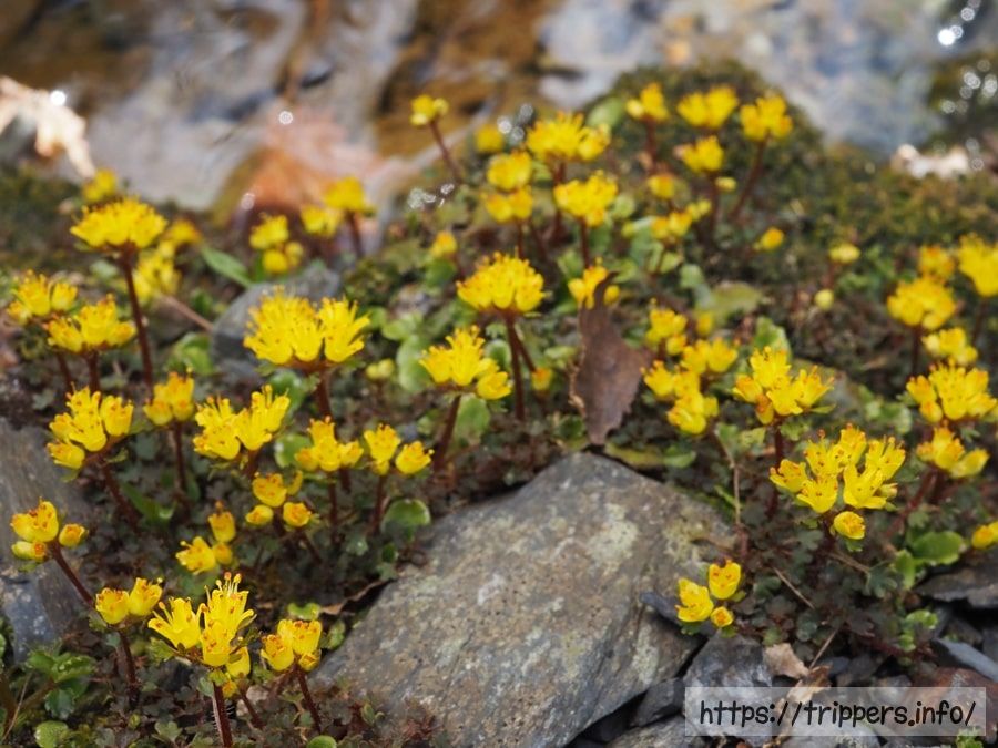 キバナハナネコノメ