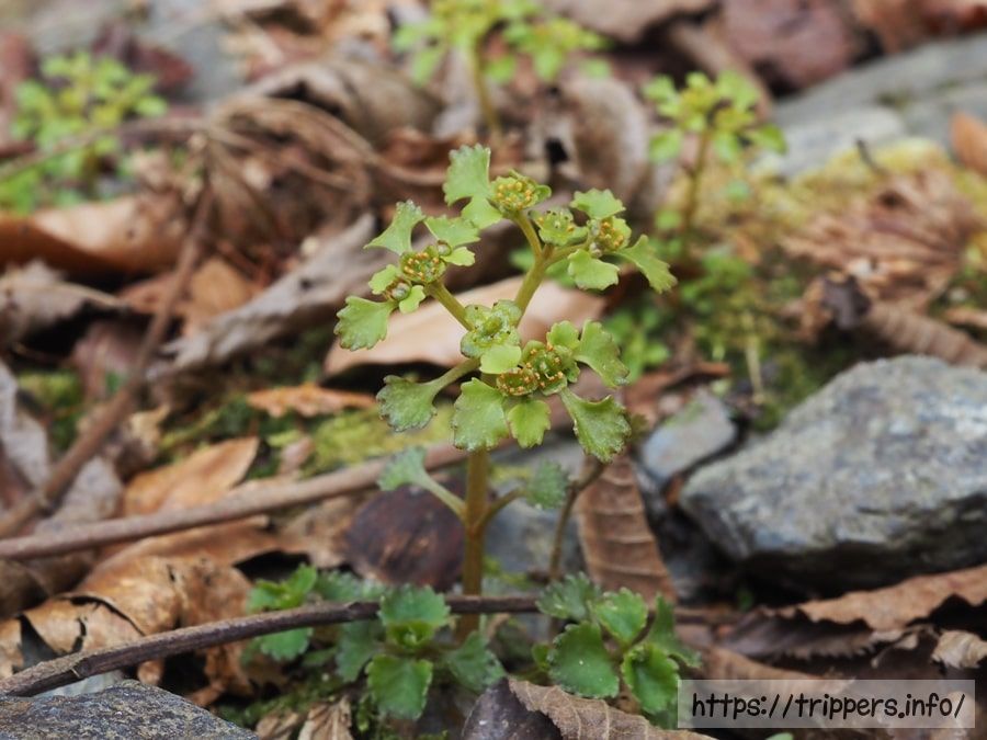 イワネコノメソウ