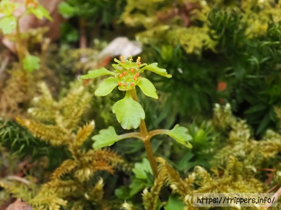 イワネコノメソウ