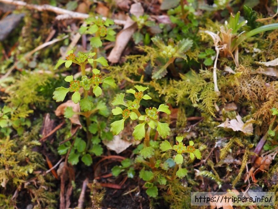 イワネコノメソウ