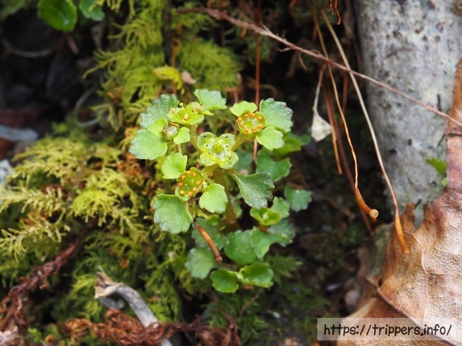 イワネコノメソウ