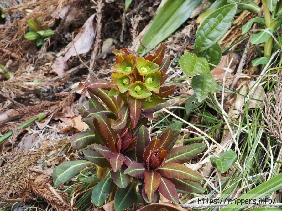 マルミノウルシ ベニタイゲキ