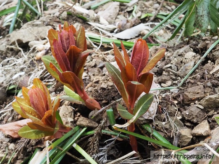 マルミノウルシ